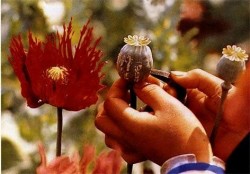 opium-poppypic.jpg